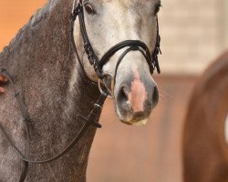 dressage horse Phearless (Westphalian, 2007, from Piano II)