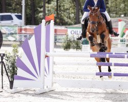 jumper Zach und rüber (Oldenburg show jumper, 2016, from Casino Grande)