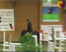 jumper Caraban (Holsteiner, 2006, from Carano)