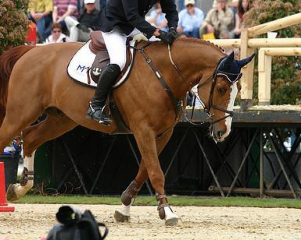 jumper Vacharco (Belgian Warmblood, 1998, from Darco)