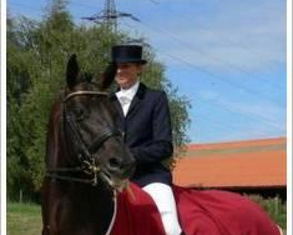 dressage horse Lautrec (Bavarian, 2000, from Lord Sinclair I)