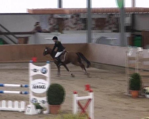 jumper Paula Finess (Welsh, 2006, from Kielshoop Honeyhill)