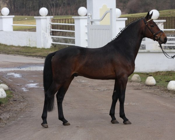 jumper Mystic Max (German Riding Pony, 2006, from Auheim's Maximus)