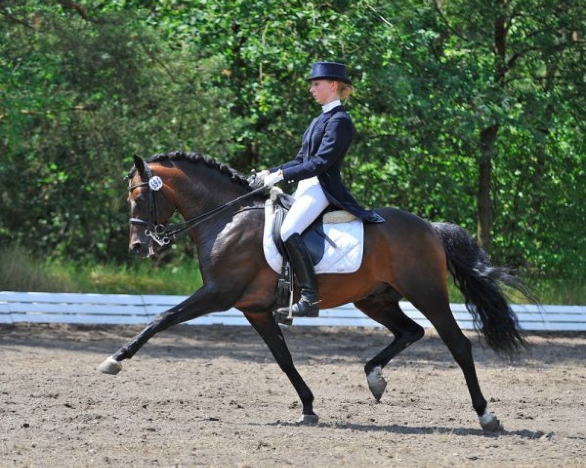stallion Nemax (German Riding Pony, 2002, from Niveau)