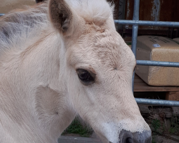horse Coby (Fjord Horse, 2022, from Caron vom Eekbarg)