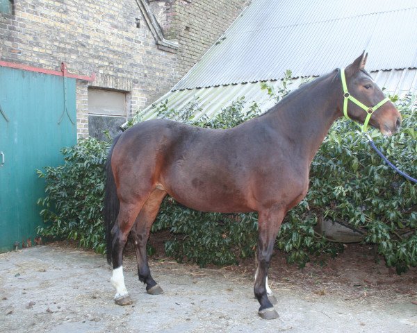 Zuchtstute Stakki (Westfale, 2006, von Stakkato)