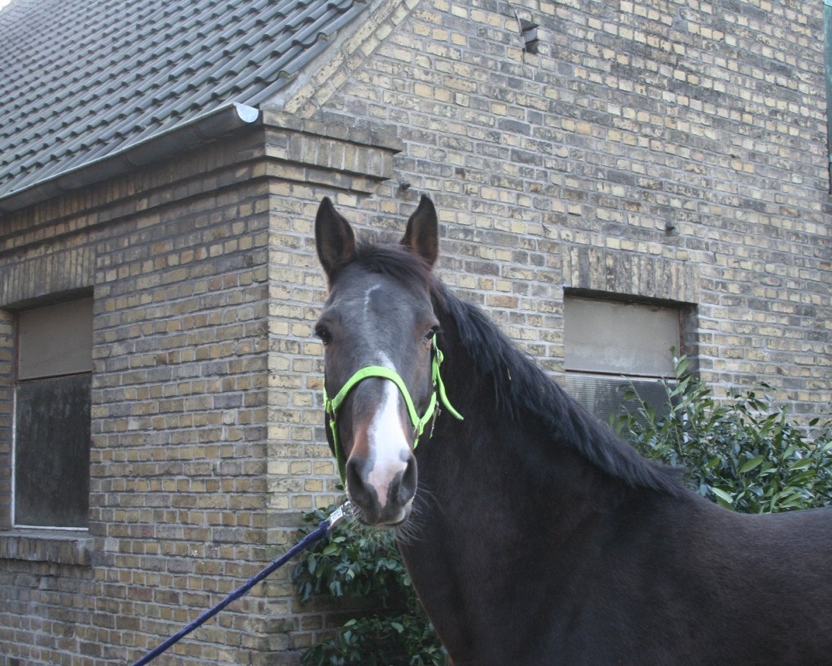 Zuchtstute Vlada (Westfale, 2005, von Cassini I)