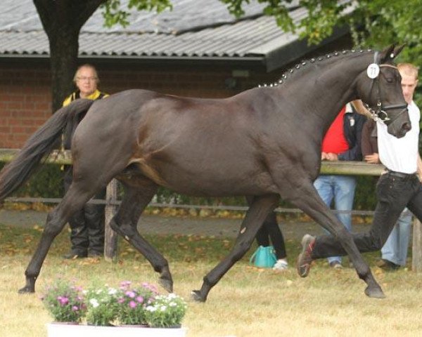 broodmare Gipsy Rose (Trakehner, 1997, from Polarion)
