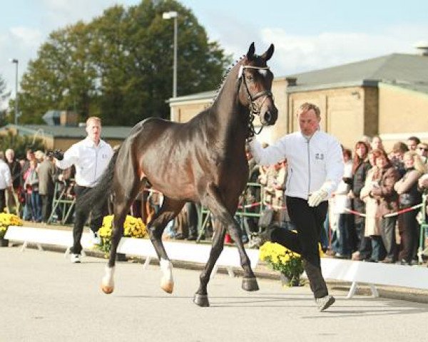 Deckhengst Touch my Heart (Trakehner, 2008, von Herzruf)