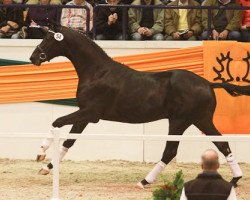 dressage horse Fairmont Hill (ex Fliederglanz) (Trakehner, 2009, from Singolo)