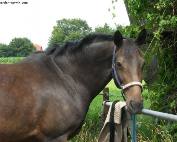 horse Hanni (Hanoverian, 2003, from Hofrat)