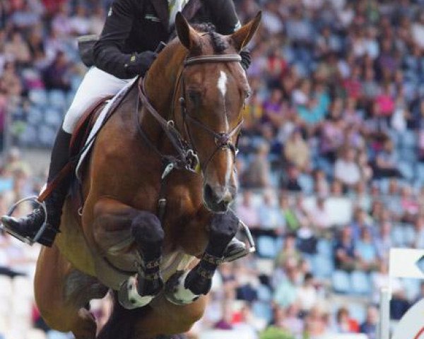 jumper Molly (Selle Français, 2002, from Kannan)