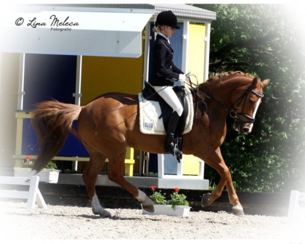 dressage horse New Dandy Boy (German Riding Pony, 2002) dressage horse New Dandy Boy (German Riding Pony, 2002)