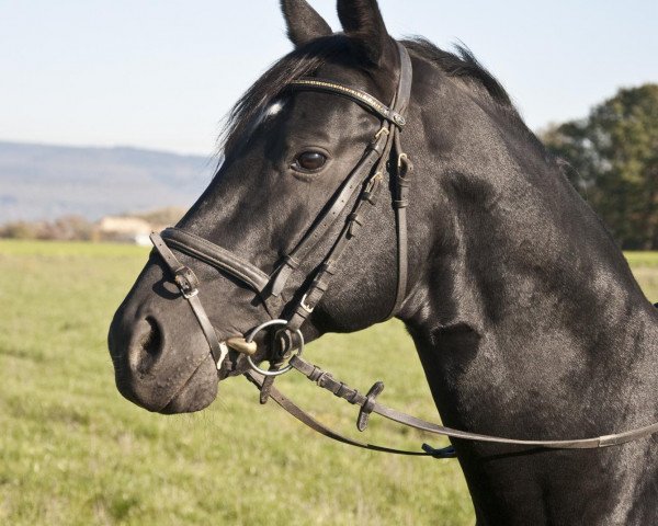 dressage horse Darius 415 (Württemberger, 1998, from Dornenkönig)