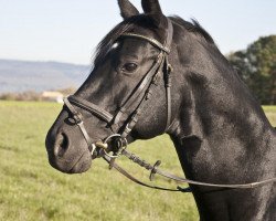 dressage horse Darius 415 (Württemberger, 1998, from Dornenkönig)