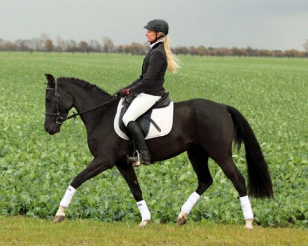 Pferd Emma (Deutsches Reitpony, 2007, von Export 9)