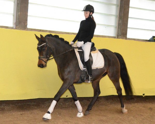 dressage horse Sietlands Dana Cavallina (German Riding Pony, 2008, from Dance Star AT NRW)