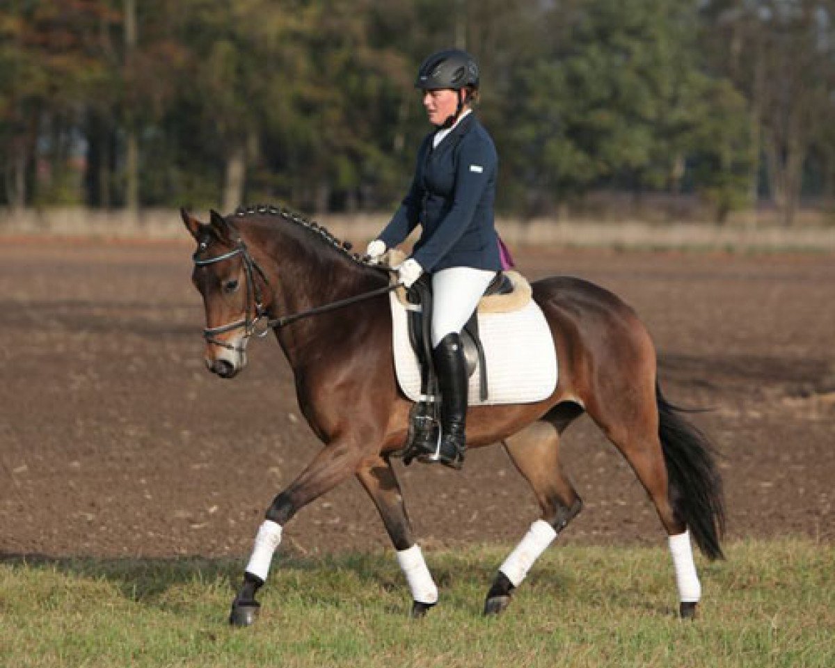 Springpferd Katleen 3 (Deutsches Reitpony, 2007, von Kenzo)