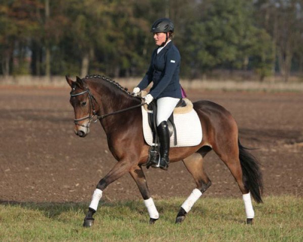 jumper Katleen 3 (German Riding Pony, 2007, from Kenzo) jumper Katleen 3 (German Riding Pony, 2007, from Kenzo)