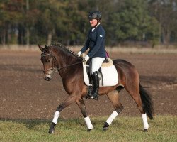 Springpferd Katleen 3 (Deutsches Reitpony, 2007, von Kenzo)