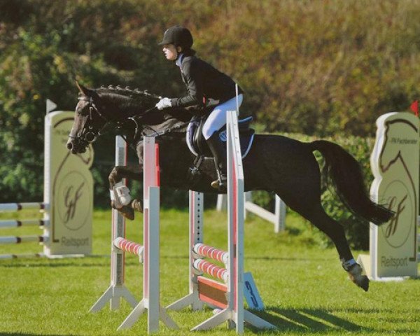 jumper Mastro's Bonjour (German Riding Pony, 2001, from Bourbon)
