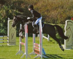 jumper Mastro's Bonjour (German Riding Pony, 2001, from Bourbon)