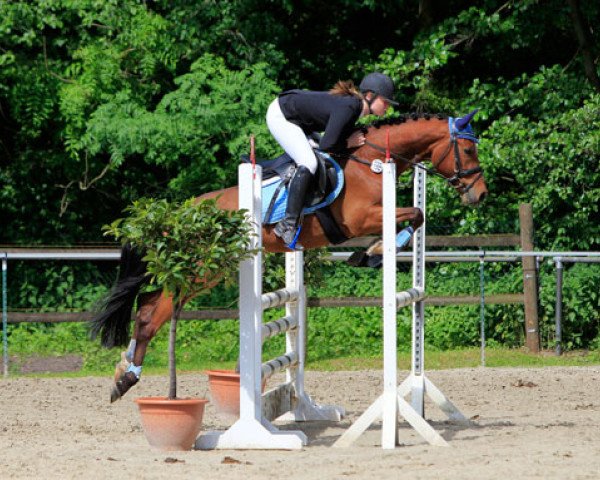 Pferd Null Komma Nix (Deutsches Reitpony, 2007, von Top Nonstop) Pferd Null Komma Nix (Deutsches Reitpony, 2007, von Top Nonstop)