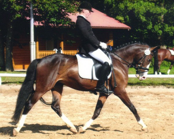 horse Vasantha D (German Riding Pony, 2007, from Hilkens Black Delight)