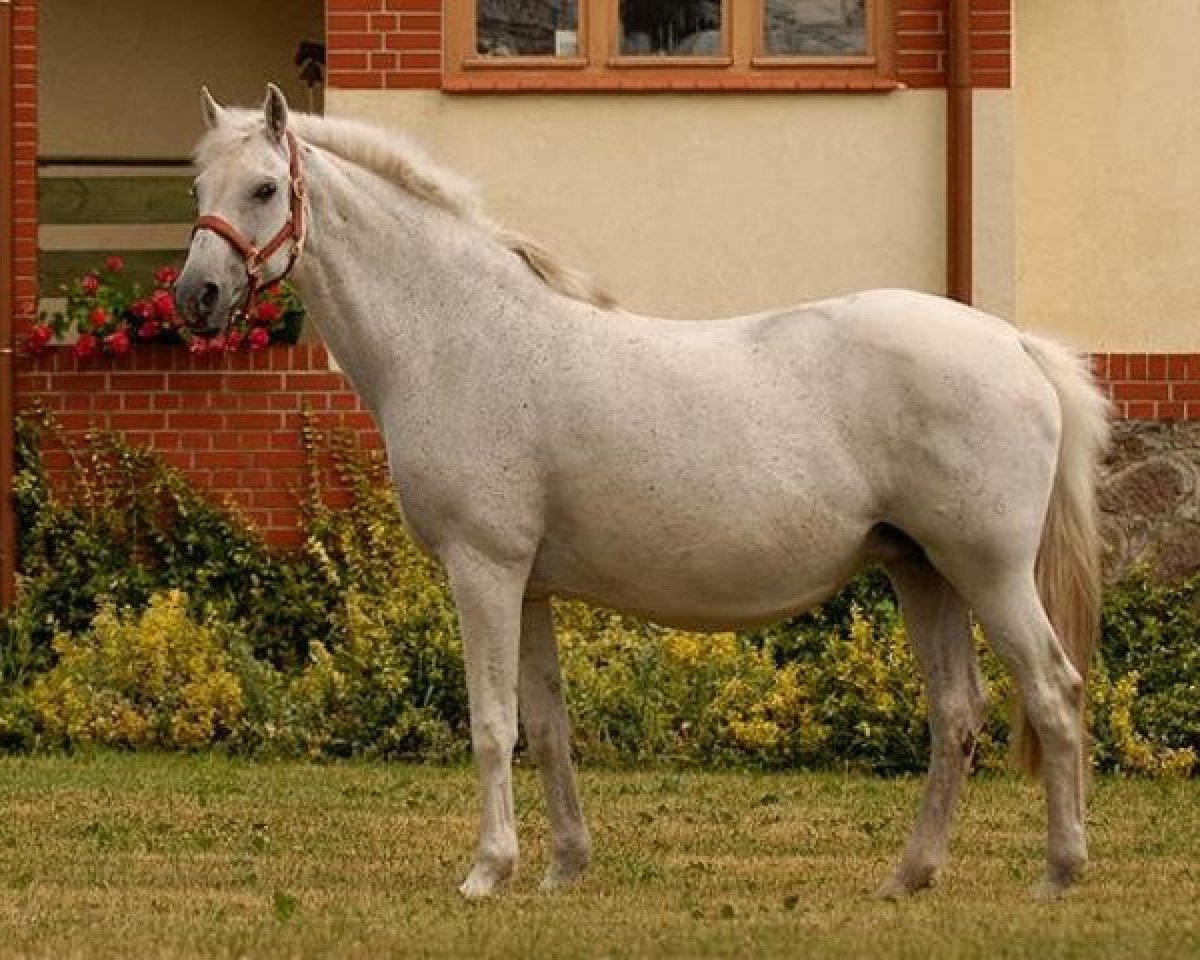 broodmare Evita II (Holsteiner, 1990, from Caretino)
