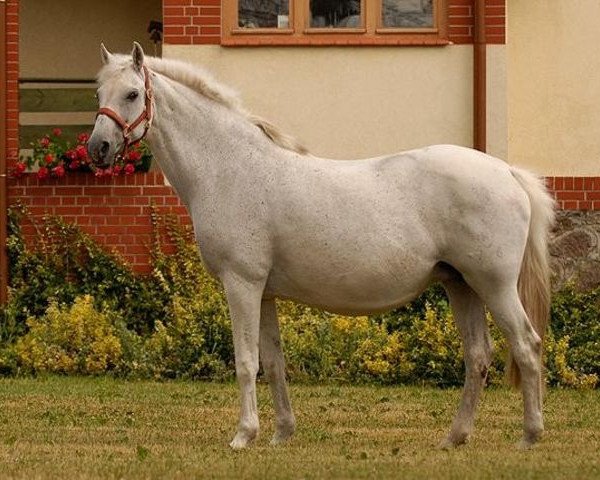 broodmare Evita II (Holsteiner, 1990, from Caretino)