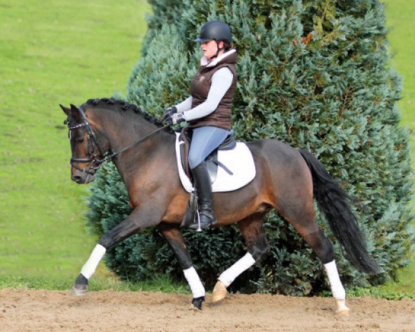Dressurpferd Leeland's Tarino (New-Forest-Pony, 2003, von Park's Taron)