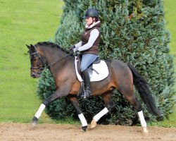 dressage horse Leeland's Tarino (New Forest Pony, 2003, from Park's Taron)