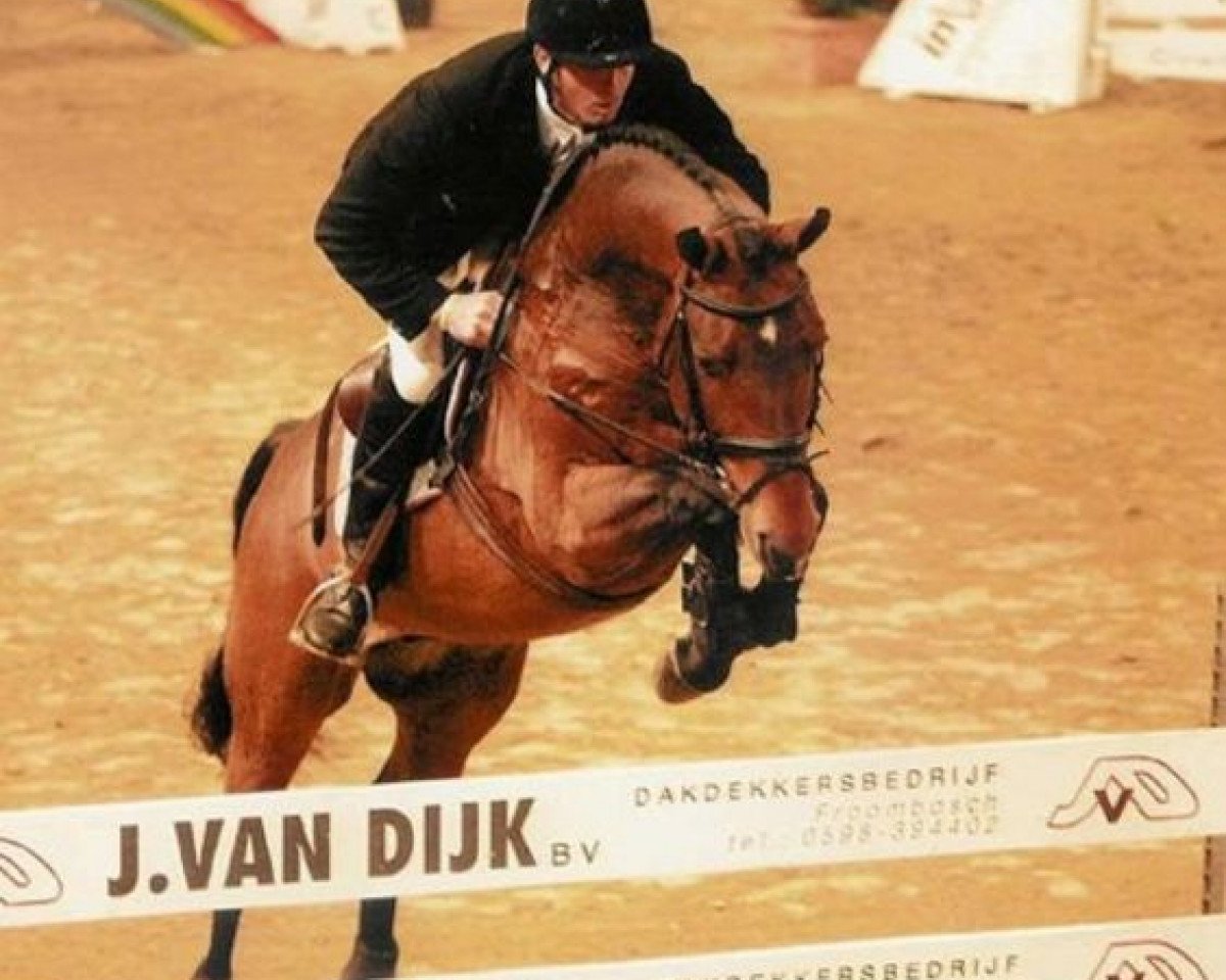 jumper Placido (KWPN (Royal Dutch Sporthorse), 1997, from Animo)