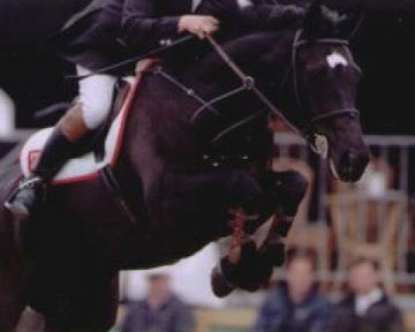 broodmare Ladina (KWPN (Royal Dutch Sporthorse), 1993, from Grannus)