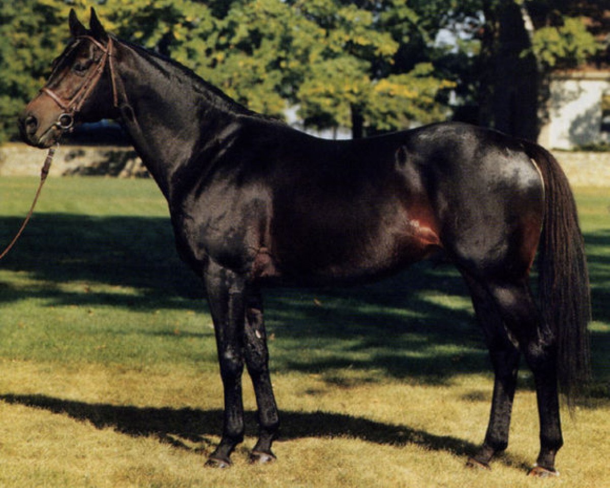 stallion Super Concorde xx (Thoroughbred, 1975, from Bold Reasoning xx)