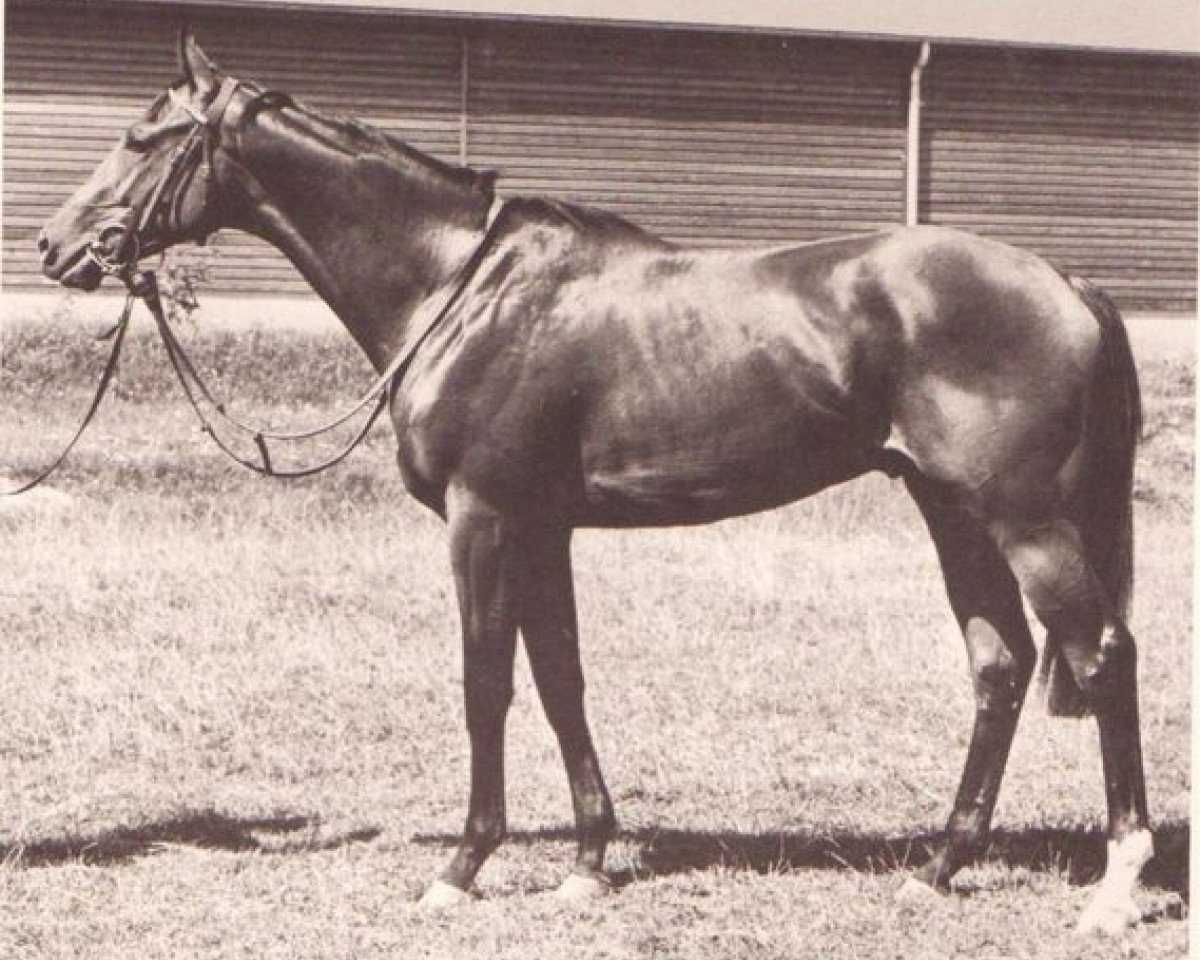 stallion Experte xx (Thoroughbred, 1969, from Hodell xx)