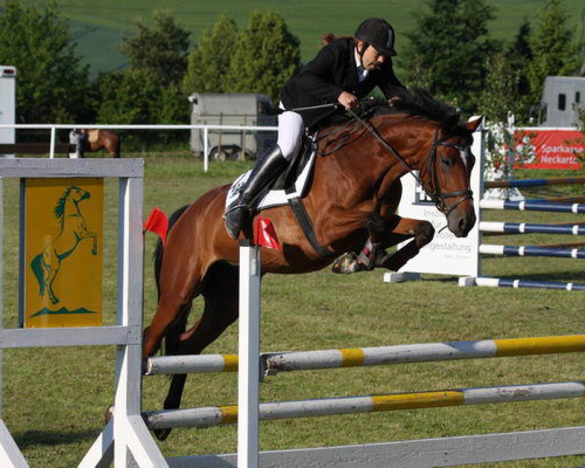 Fokmerrie Arven 3 (Württemberger, 2004, van Acordelli)