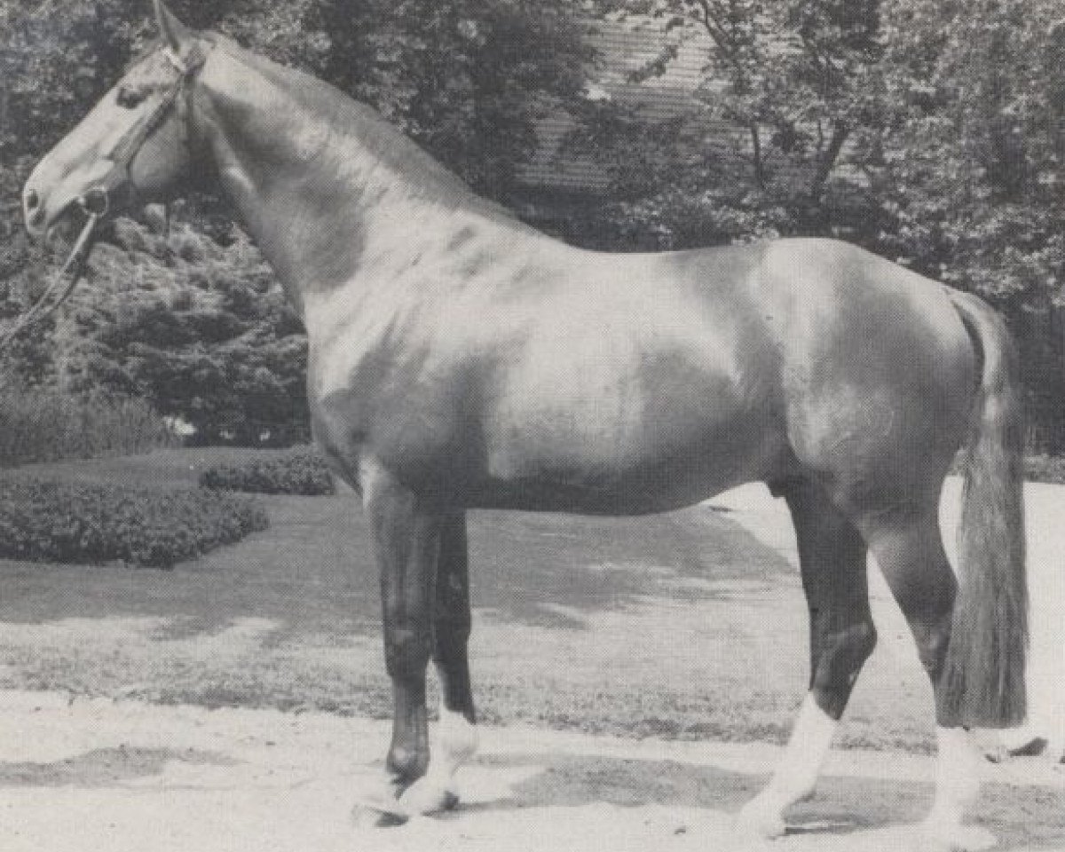 stallion Goldschatz (Westphalian, 1978, from Goldlack I)