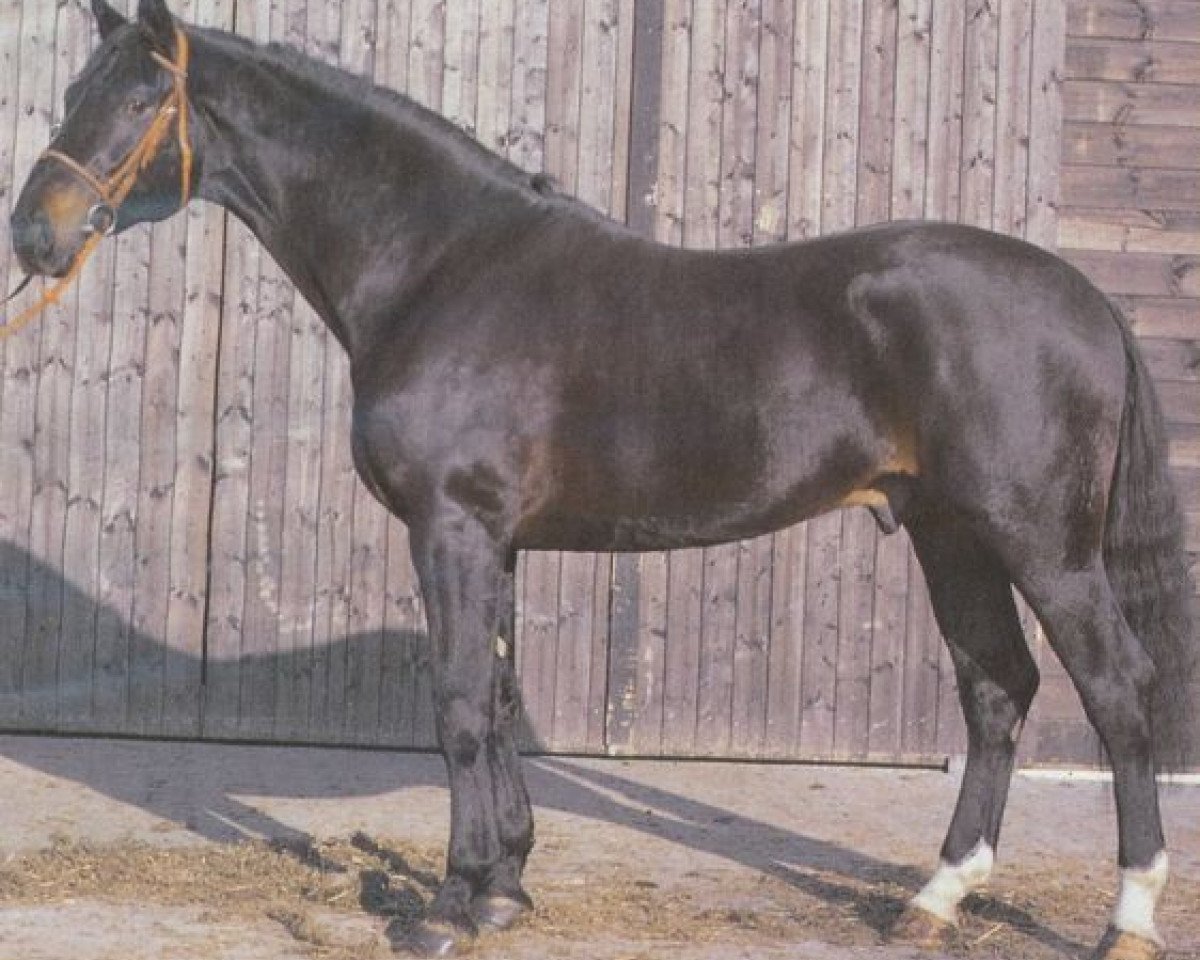Deckhengst Ramiro's Boy (Hannoveraner, 1989, von Ramiro Z)