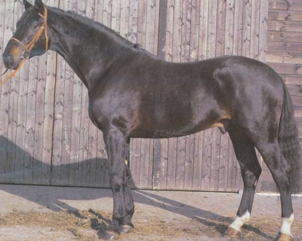 Deckhengst Ramiro's Boy (Hannoveraner, 1989, von Ramiro Z)