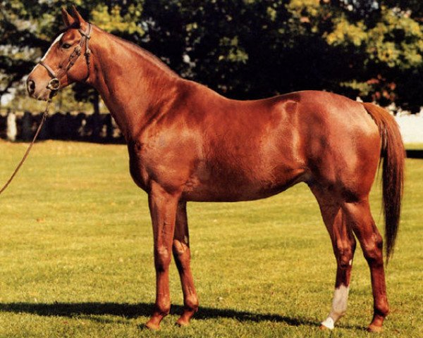 stallion Lemhi Gold xx (Thoroughbred, 1978, from Vaguely Noble xx)