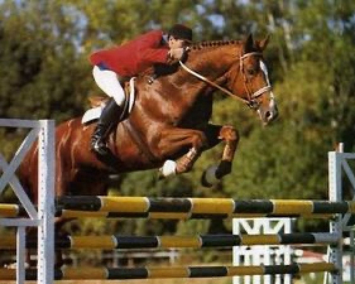stallion Nu D'Ingreville (Selle Français, 1979, from Uriel)