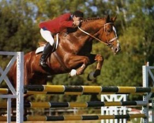 stallion Nu D'Ingreville (Selle Français, 1979, from Uriel)
