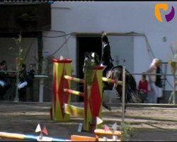 jumper Ludo W (Holsteiner, 2005, from Lou Bega)