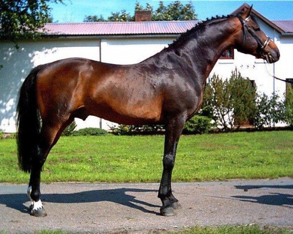stallion Consens (Holsteiner, 1994, from Capitol I)