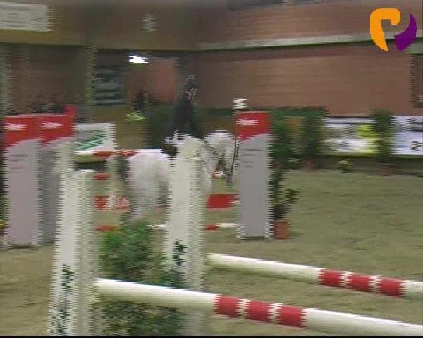 Springpferd Mr.Milkline (Holsteiner, 2002, von Corrado II)