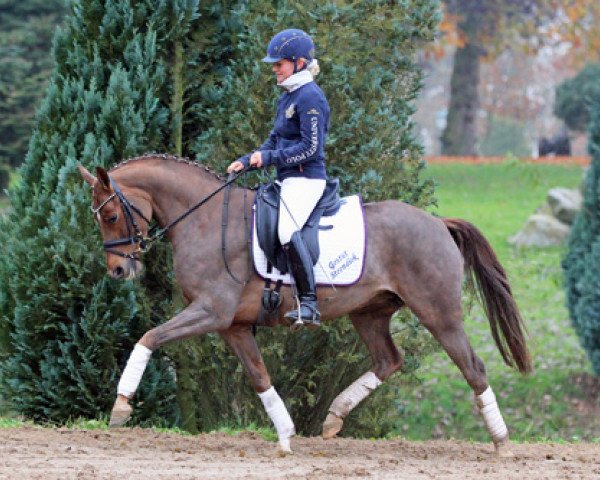 broodmare Daylight (German Riding Pony, 2007, from Champion)