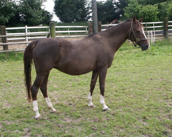 broodmare Valesca (German Riding Pony, 1982, from Vento)
