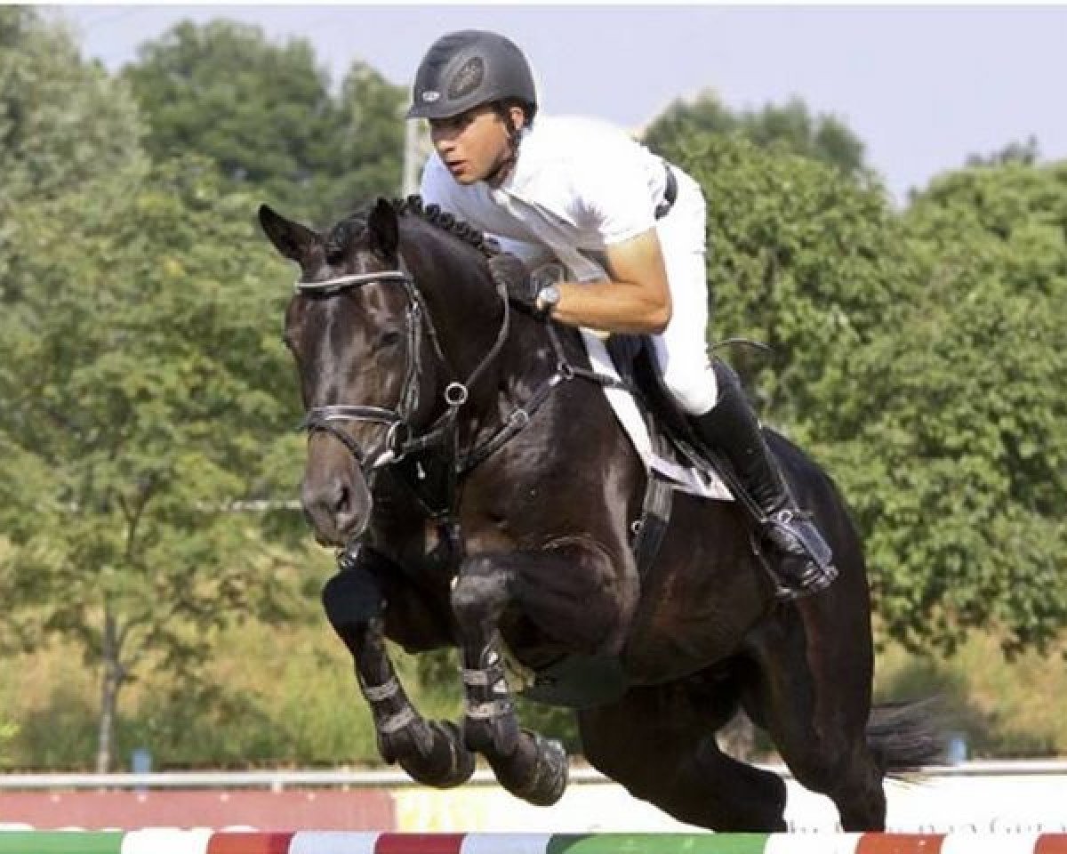 Deckhengst Contenaro (Holsteiner, 2005, von Contender)