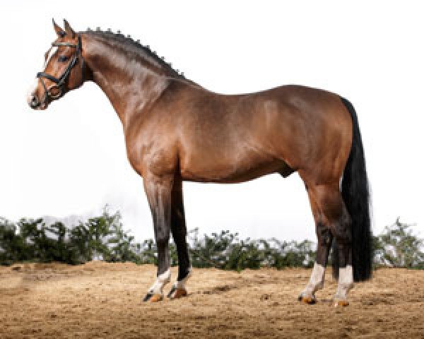 Dressurpferd Dumbledor AT (Deutsches Reitpony, 2003, von Doolittle)